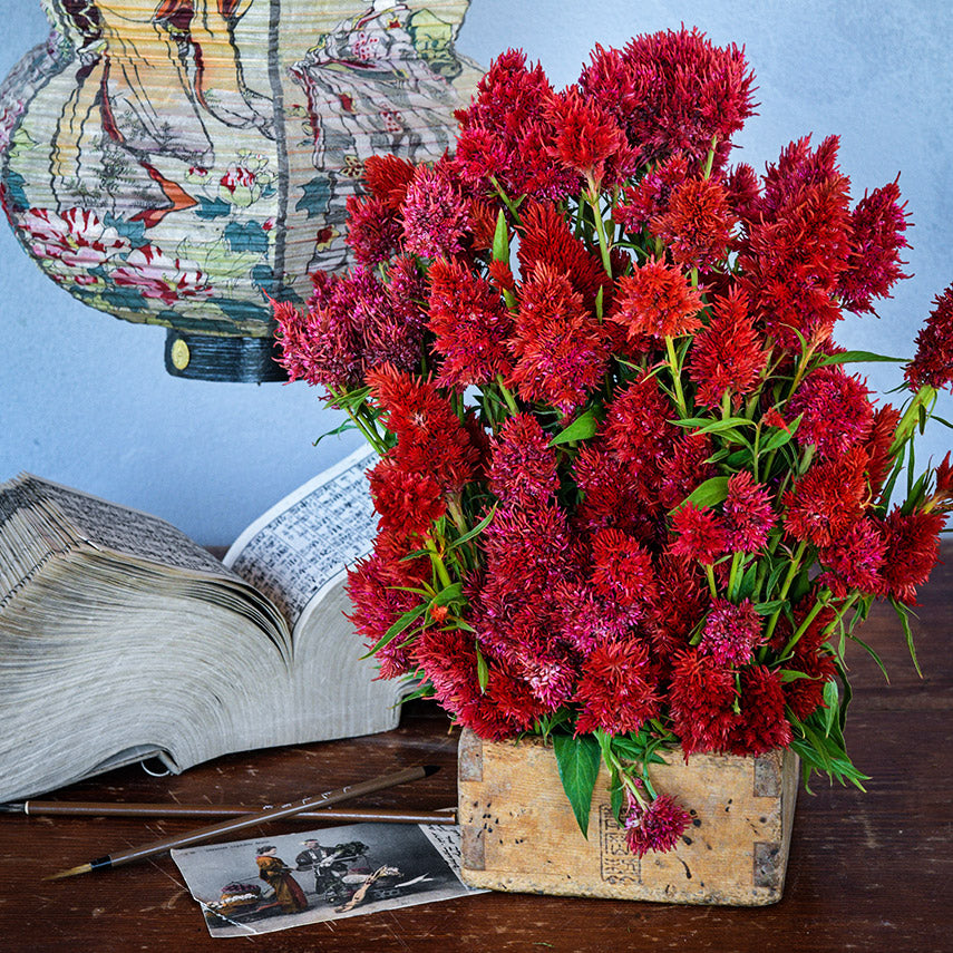 An arrangement of Yachiyo Hiryu Celosia Flowers with a Japanese lantern, book, calligraphy brushes and postcard.