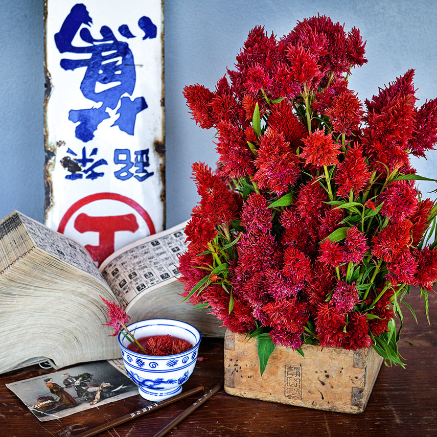 Yachiyo Hiryu Celosia in an arrangement with celosia tea and vintage Japanese tea sign.