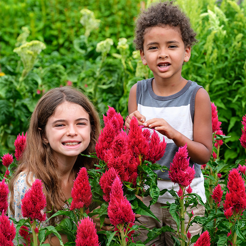 A couple of kids smiling in a patch of Yachiyo Karyu Celosia in the trial gardens at Baker Creek.