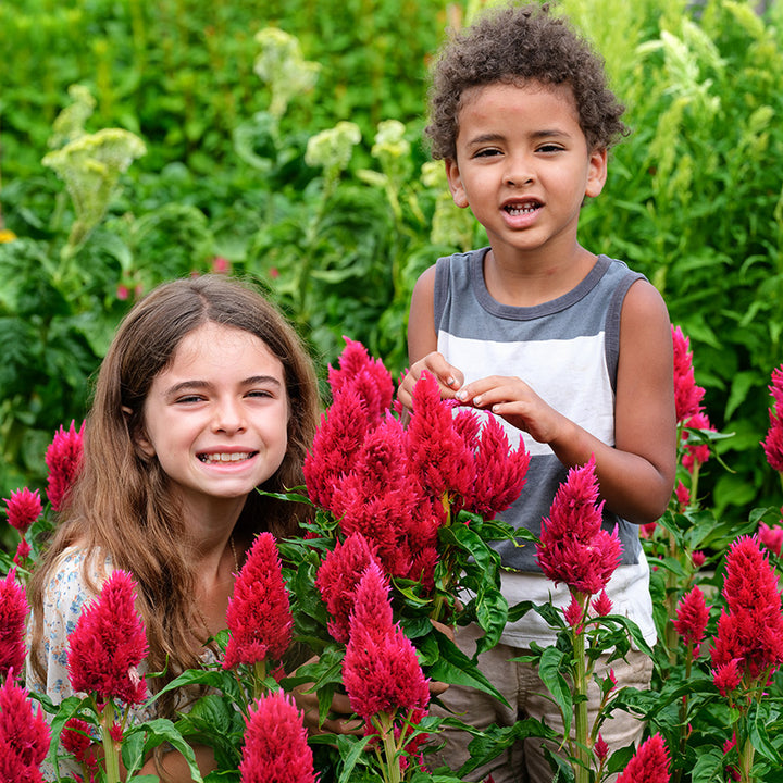 A couple of kids smiling in a patch of Yachiyo Karyu Celosia in the trial gardens at Baker Creek.