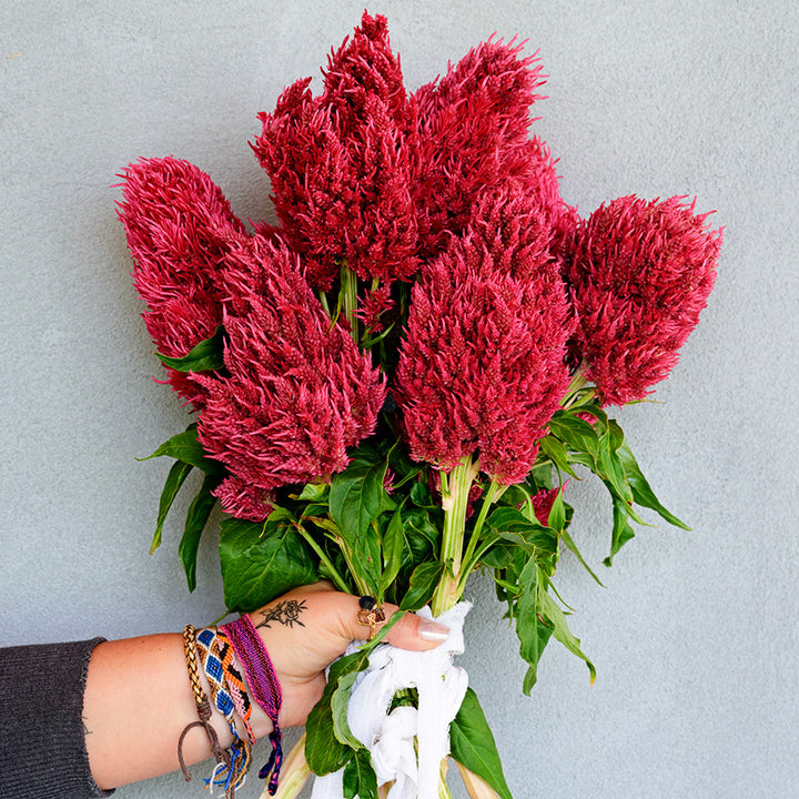 A gardener holding a bouquet of freshly picked Yachiyo Karyu Celosia against a grey wall.
