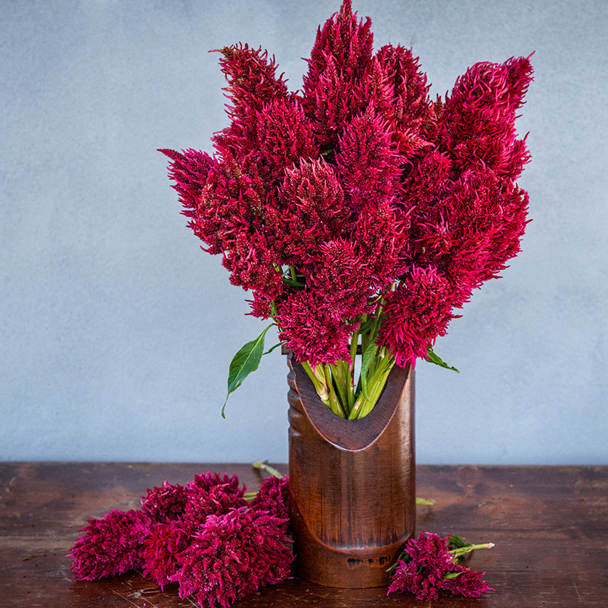 Yachiyo Karyu Celosia in a bamboo vase on a wooden table against a grey background.