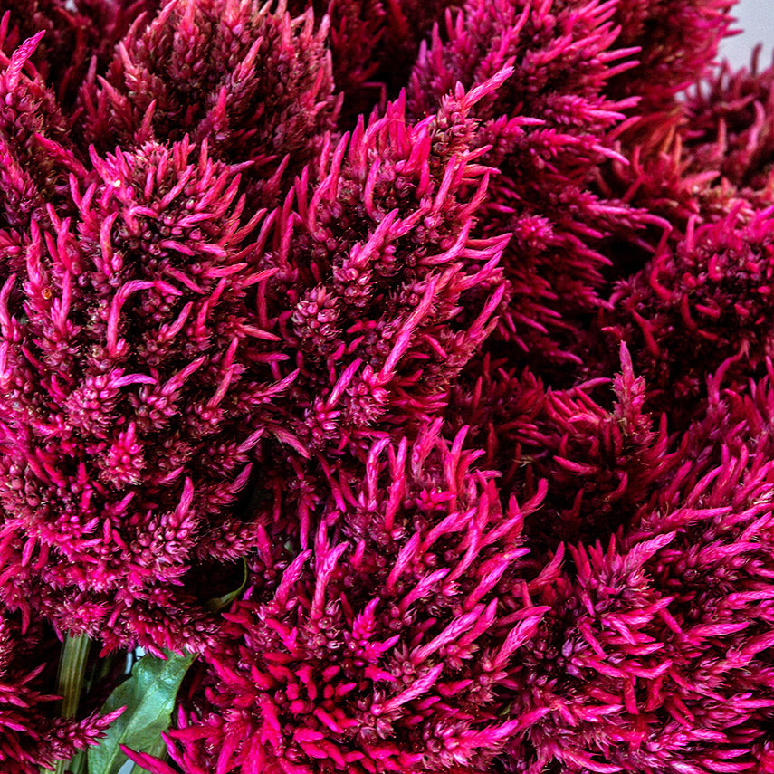 Close-up macro view of Yachiyo Karyu Celosia.