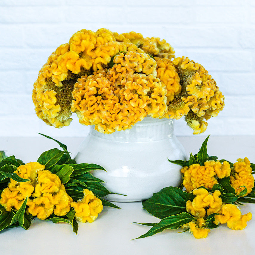 An arrangement of Yellow Queen Celosia in white vase against a white brick background.