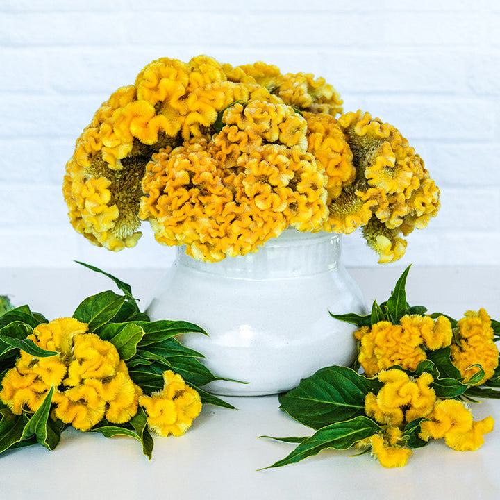 An arrangement of Yellow Queen Celosia in white vase against a white brick background.