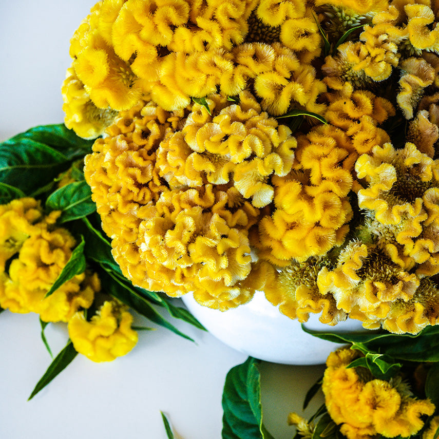 Overhead close-up view of Yellow Queen Celosia in a white vase.