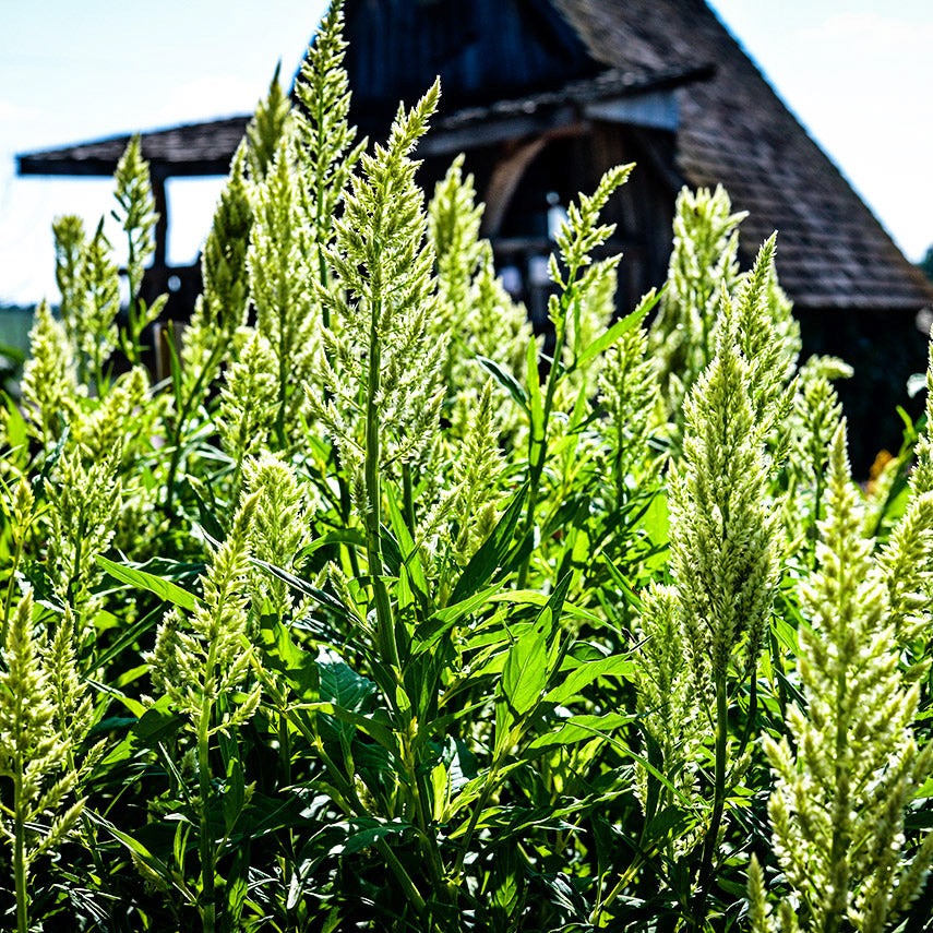 Green Sylphid Celosia growing in the garden backlit by the sun.