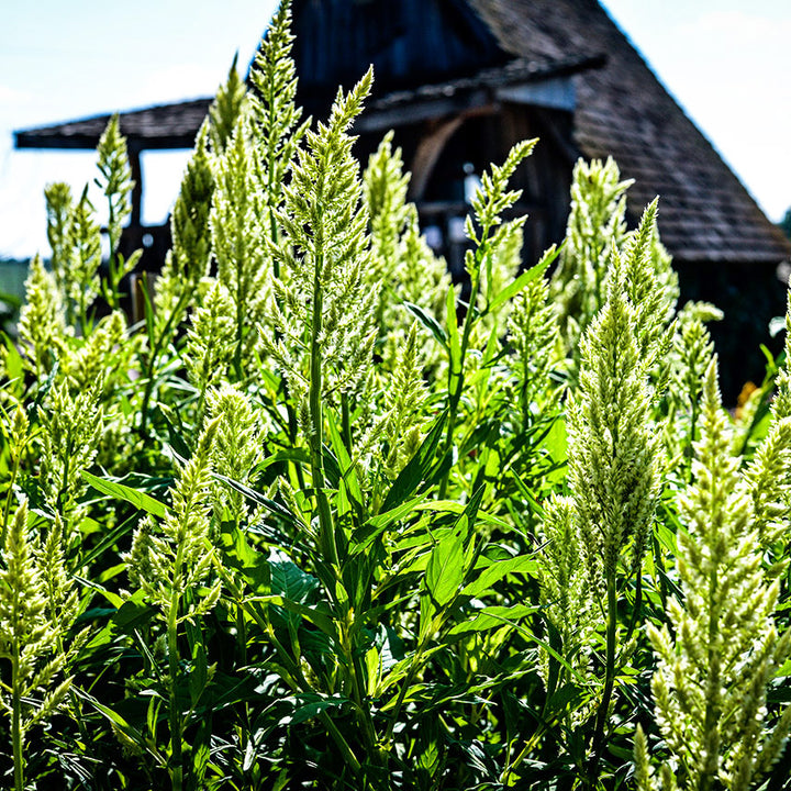 Green Sylphid Celosia growing in the garden backlit by the sun.