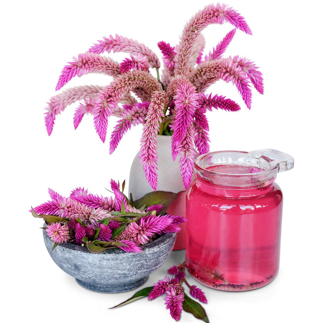 Asian Garden Celosia in a vase with tea on a white background.