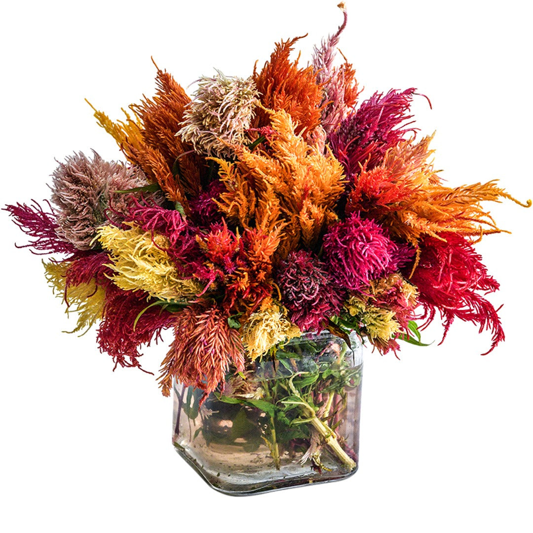 An arrangement of Autumn Glow Mix Celosia in a glass vase on a white background.