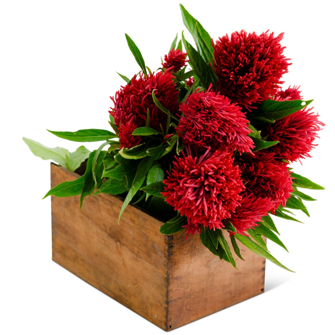 Chinese Wool Flower Celosia in a wood box on a white background.