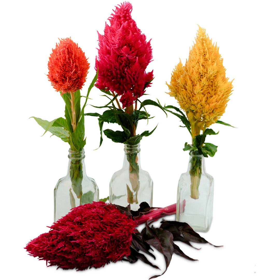Three colors of Eternity Mix Celosia flowers in their own glass vases on a white background.