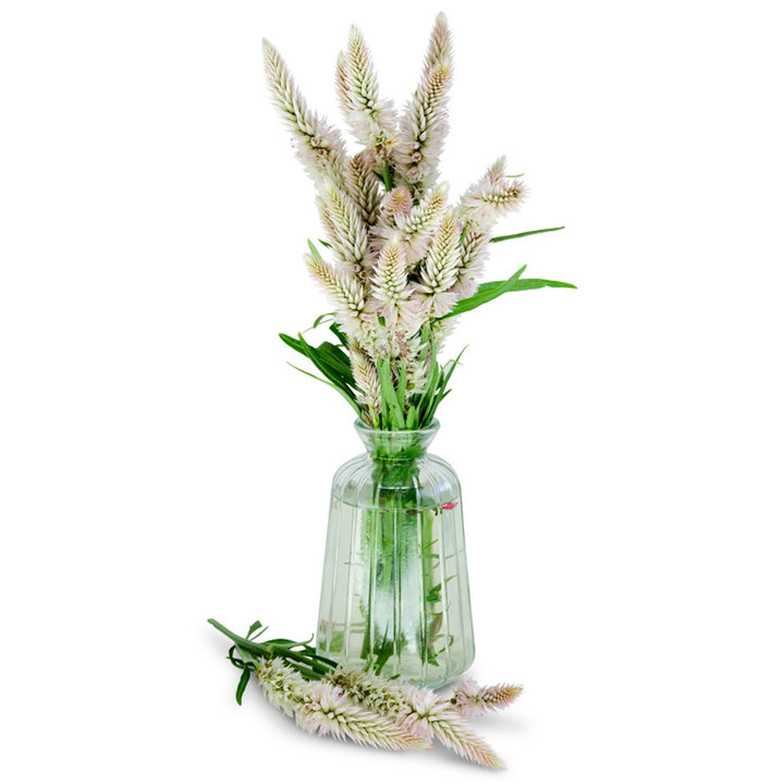 Flamingo Feather Celosia flowers in a glass vase on a white background.