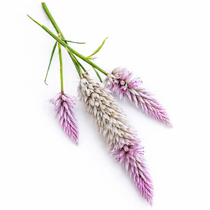 Flamingo Feather celosia blooms on a white background.