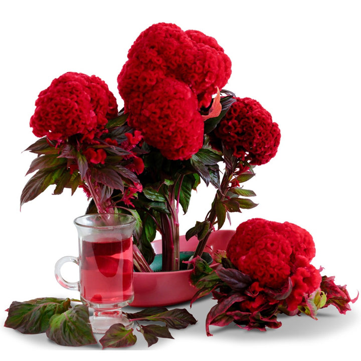 Higyoku Red Stem Cockscomb Celosia flowers in a red vase with celosia tea on a white background.
