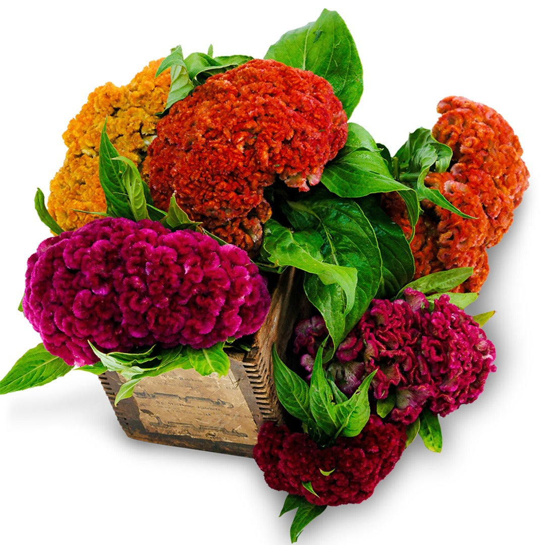 Jessica Mix Cockscomb Celosia in a wood box on a white background.