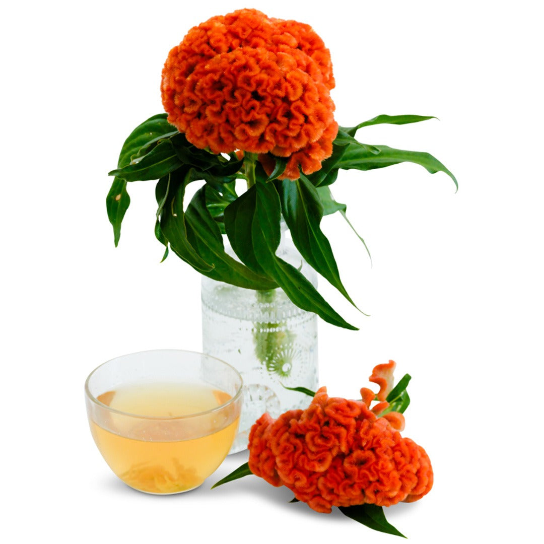 Kumquat Orange Cockscomb flowers in a glass jar with surround on a white background.