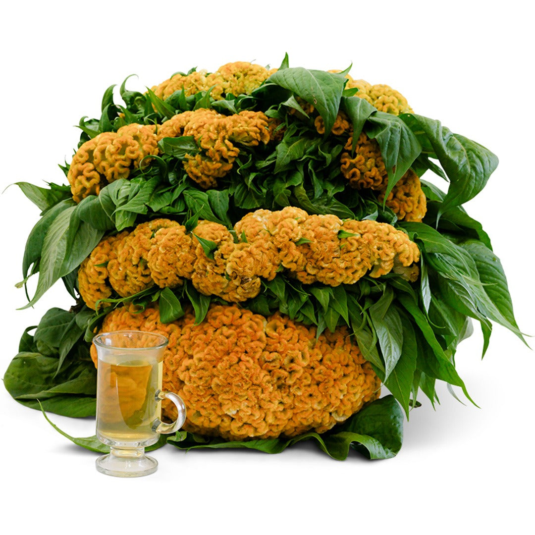 Lightning Yellow Celosia with tea arranged on white background.