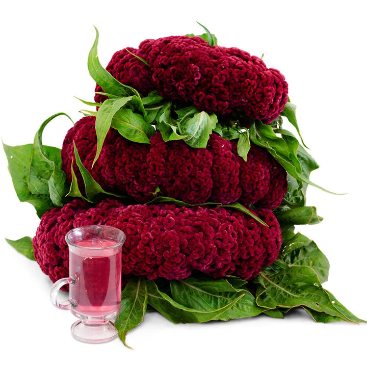 Mad Magenta Celosia on a white background.