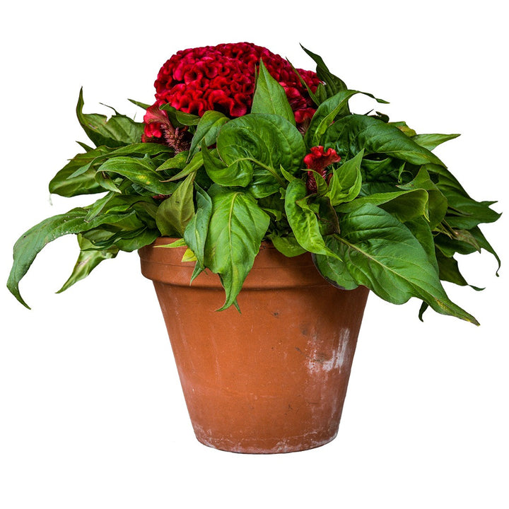 Terra cotta pot with Celosia Orient 