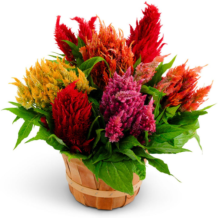 Plumosa Glorious Mix in a basket on a white background.
