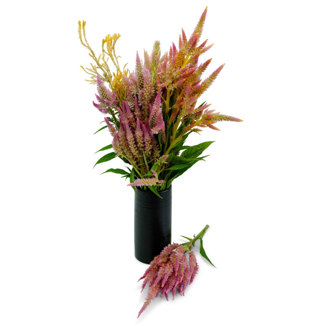Rainbow Sherbet celosia flowers in a black vase on a white background.