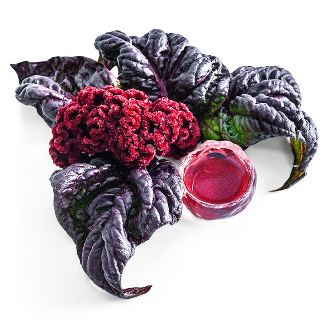 Red Raven Cockscomb bloom and leaves with a small cup of red celosia tea on a white background.
