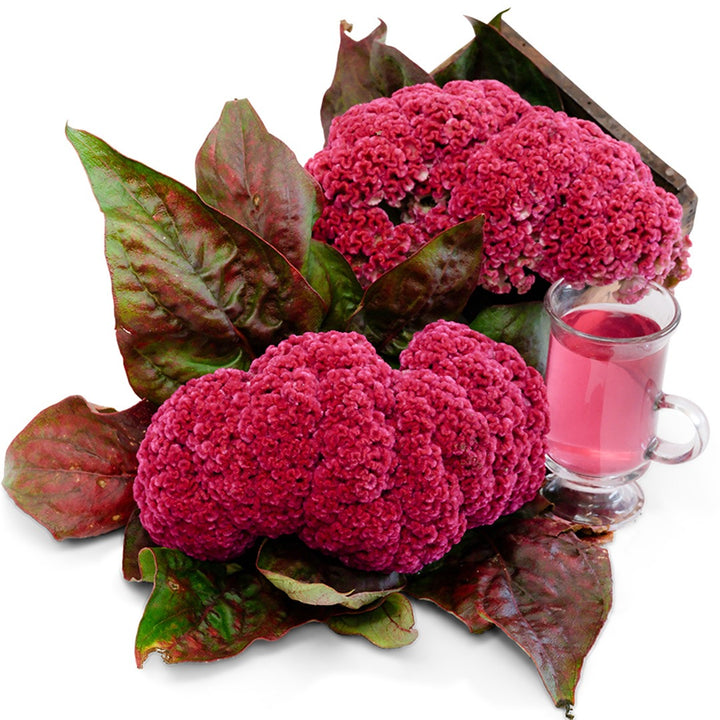 Think Pink Celosia with Celosia tea on a white background.