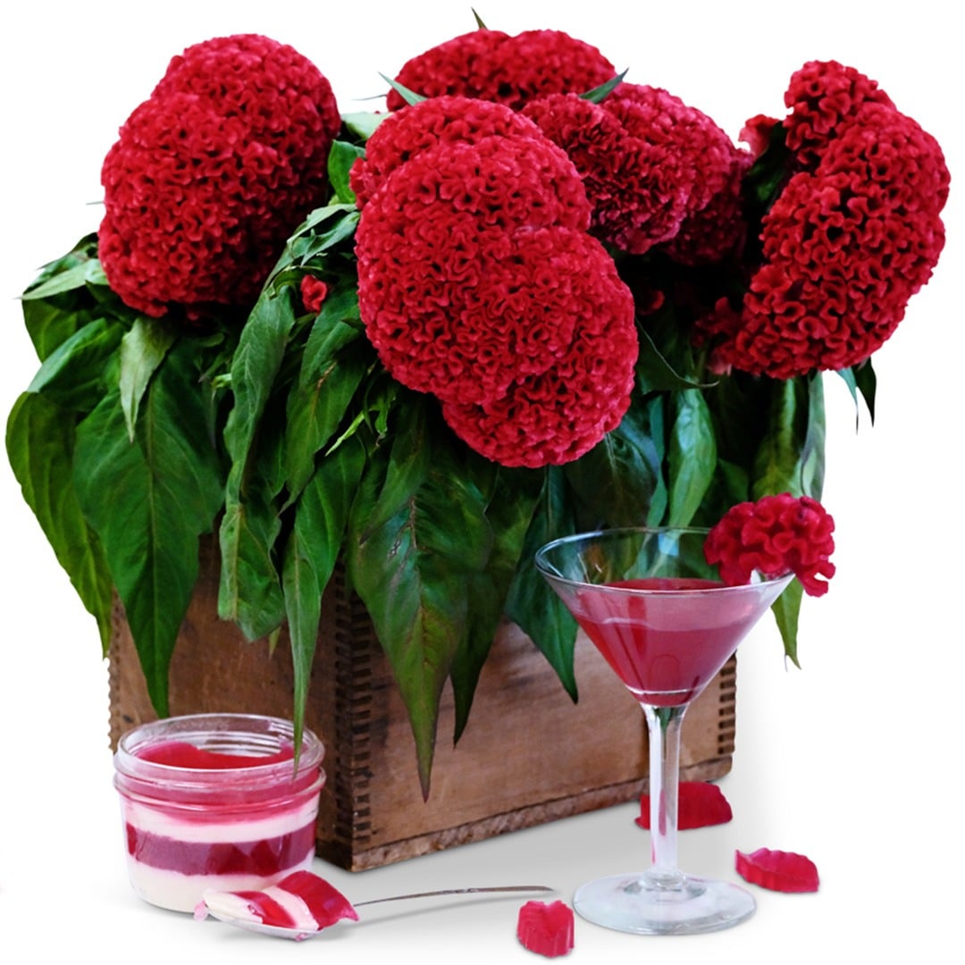 Tornado Red Celosia in a wooden box with celosia tea and jello on a white background.