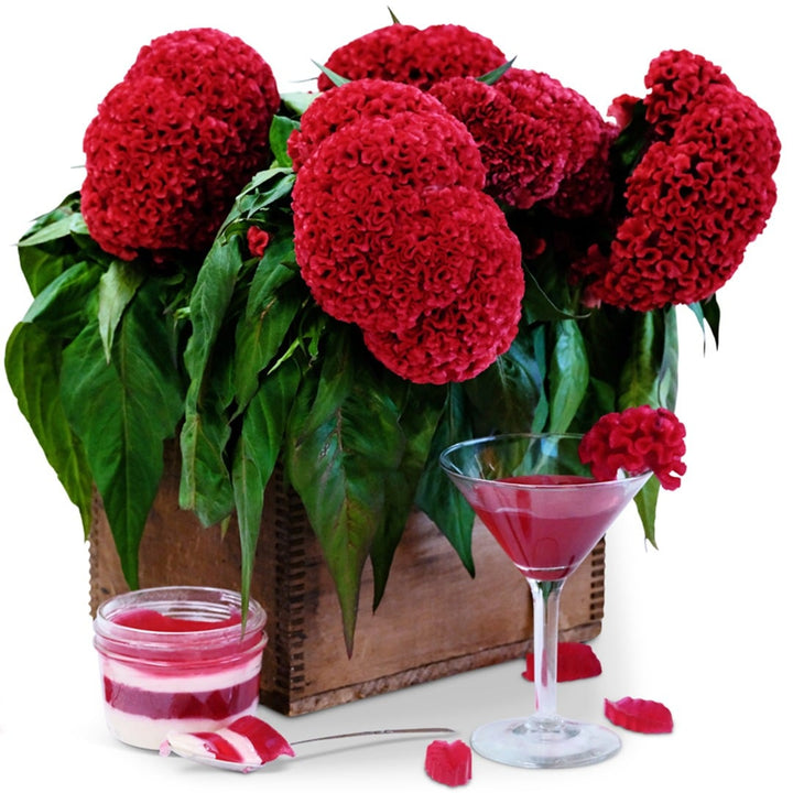Tornado Red Celosia in a wooden box with celosia tea and jello on a white background.