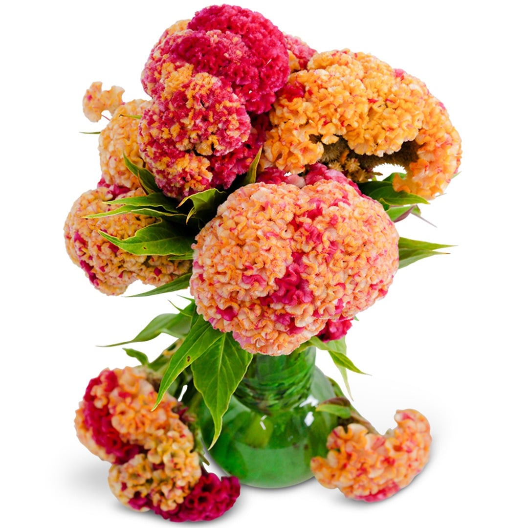 Variegated Cockscomb in a glass vase on a white background.