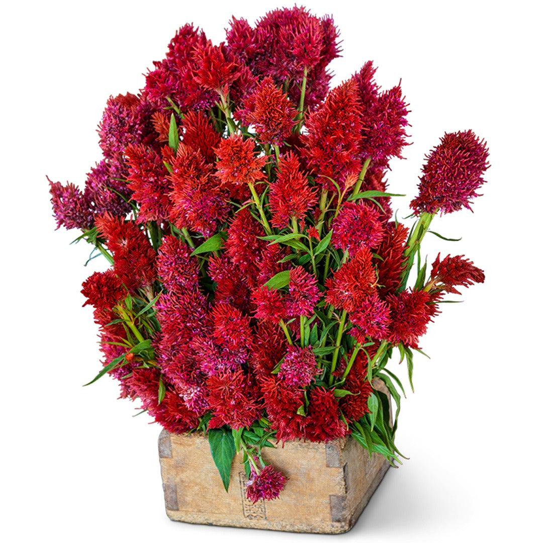 Yachiyo Hiryu Celosia in a wood box on a white background.