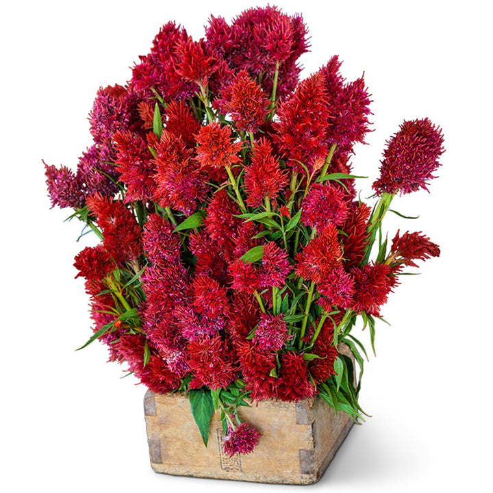 Yachiyo Hiryu Celosia in a wood box on a white background.