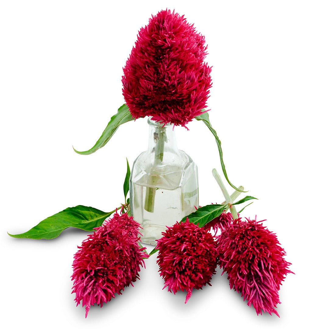 Yachiyo Karyu flowers in a glass vase with flowers surround on a white background.
