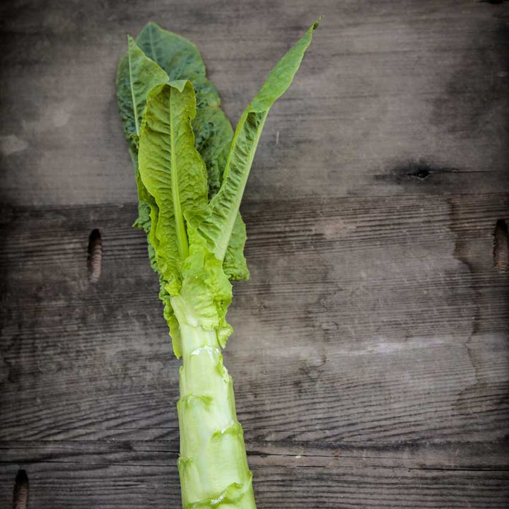 A single Green Mountain Celtuce on a wooden background.