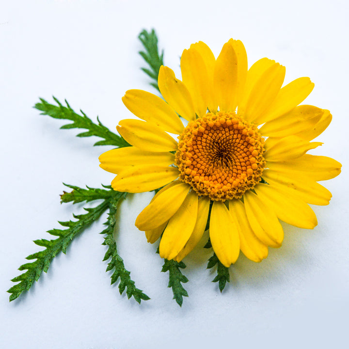 A single Kelway Golden Daisy bloom on white background.