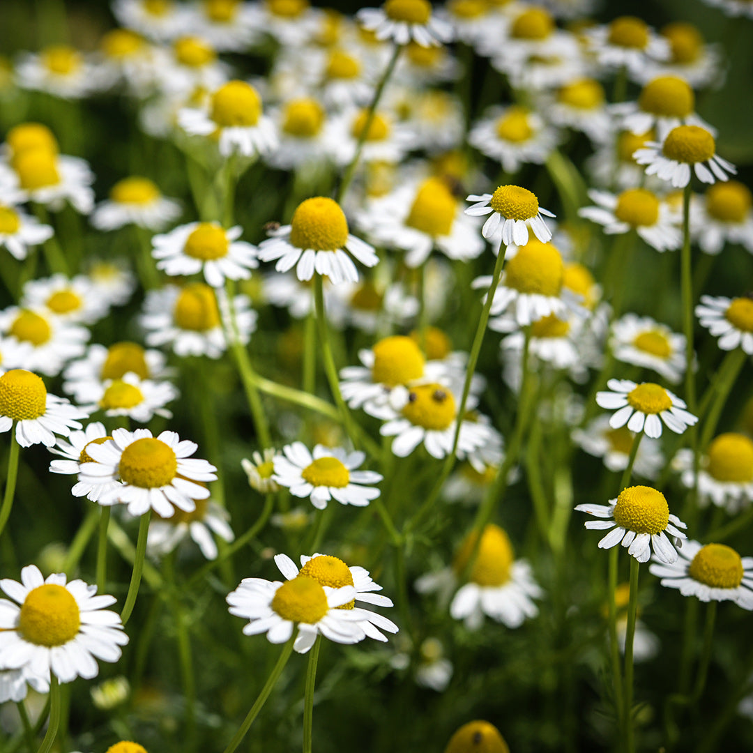 Zloty Lan Chamomile flowers blooming in the garden.