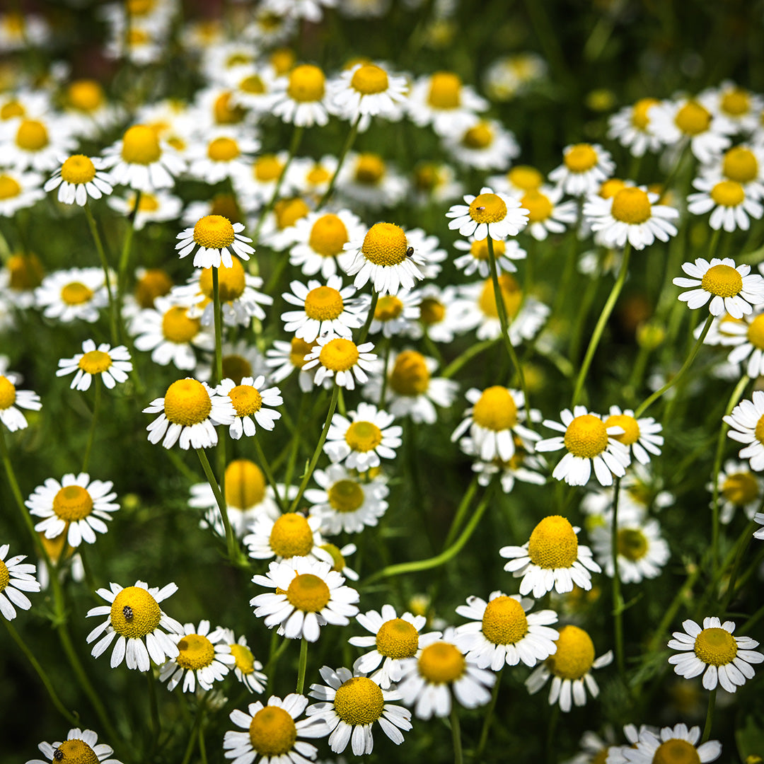Zloty Lan Chamomile flowers blooming in the sun.