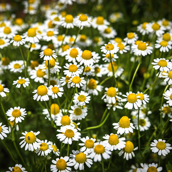 Zloty Lan Chamomile flowers blooming in the sun.