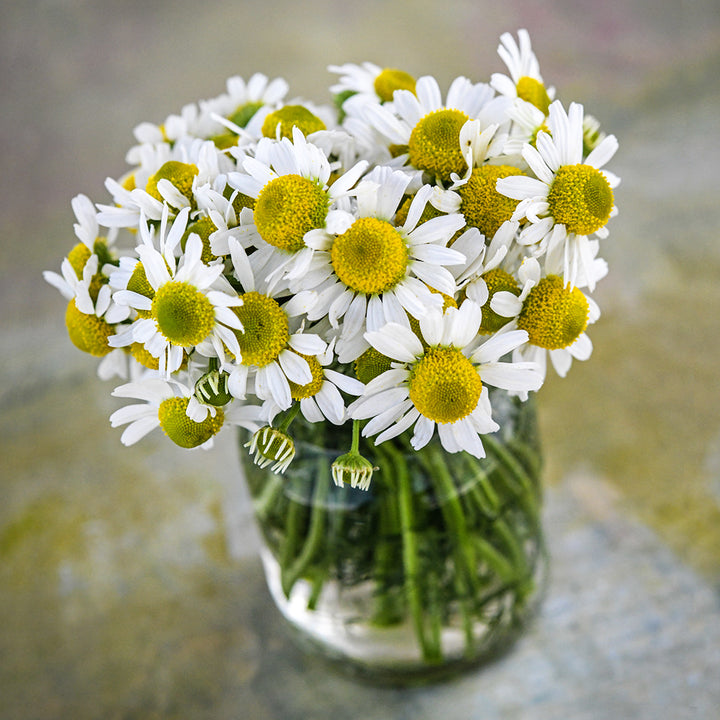 Zloty Lan Chamomile in a small glass jar on a pastel background.