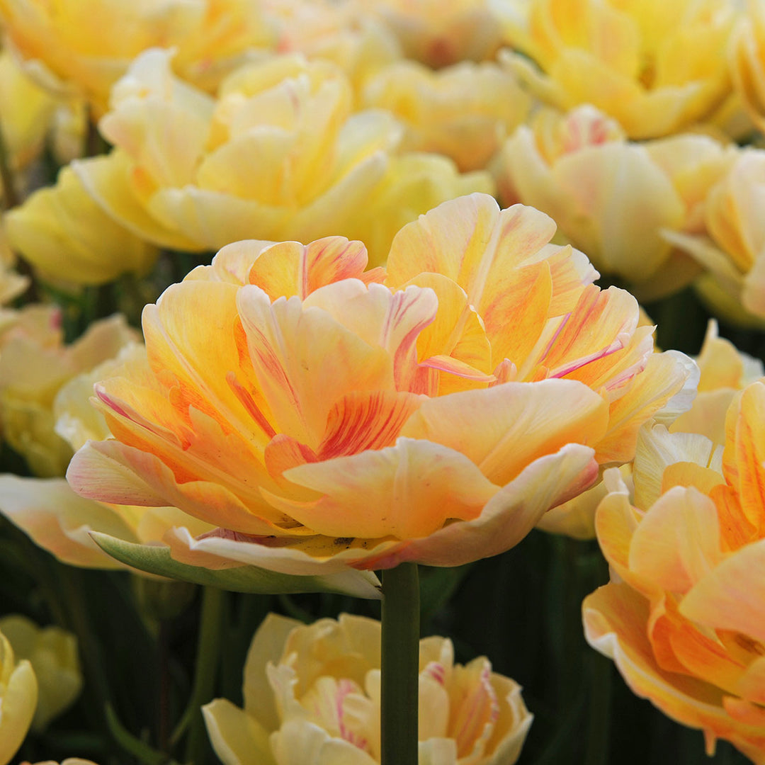 Tulip Bulbs, Charming Lady (10 bulbs)