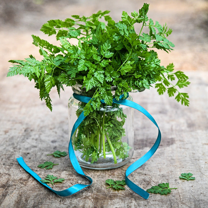 Chervil in a glass jar tied with a blue ribbon sitting on a wooden board.