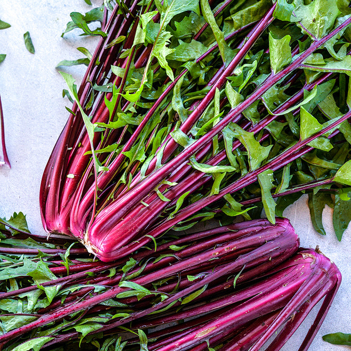 Italiko Rosso bunches on light background.