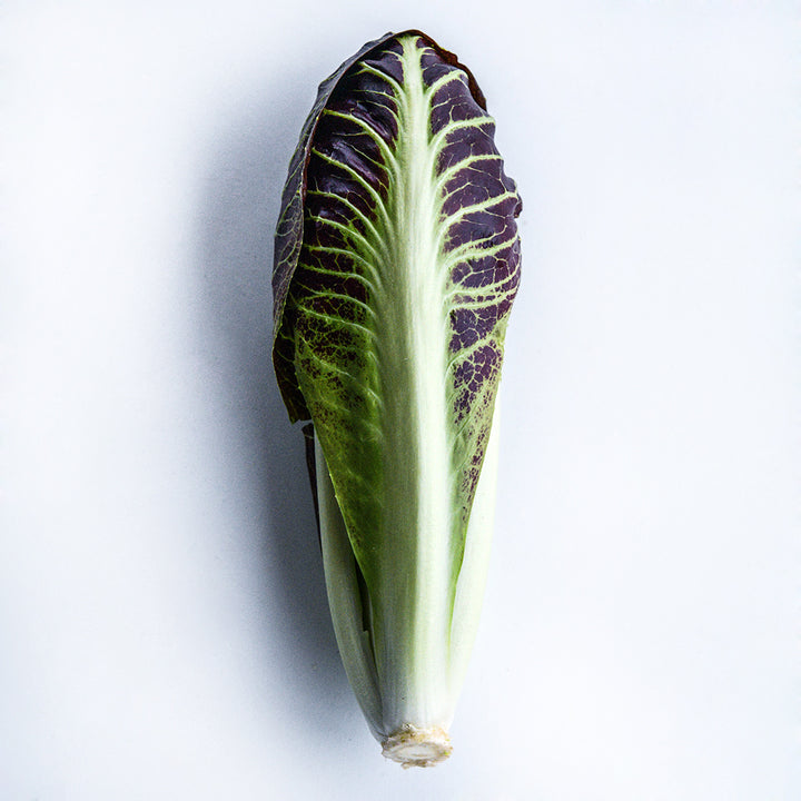 A single Treviso Scorze Radicchio head on a white background.
