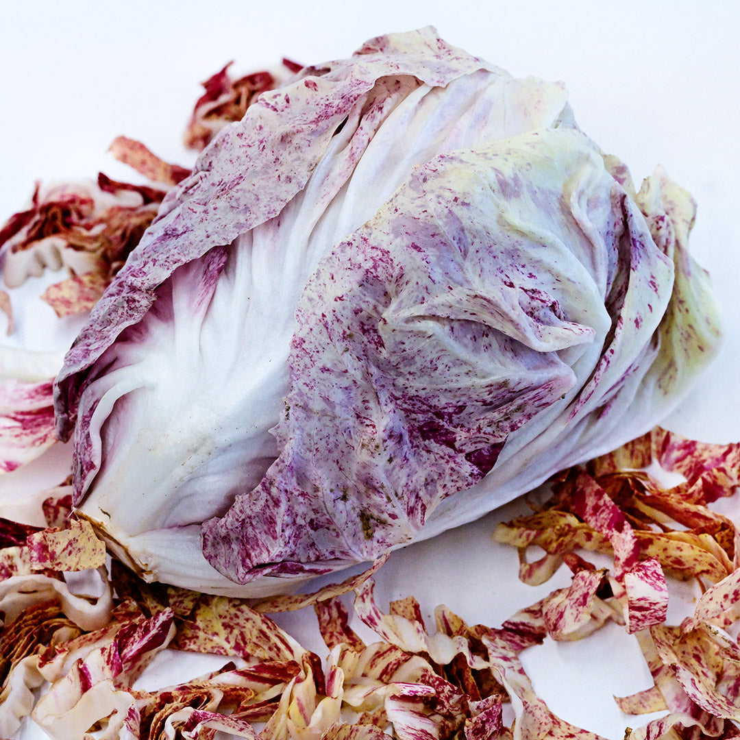 A head of Variegated of Lusia Radicchio on a bed of chopped leaved on a white background.
