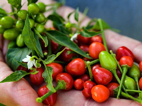 Hot Pepper Seeds, Chiltepin Wild Chile