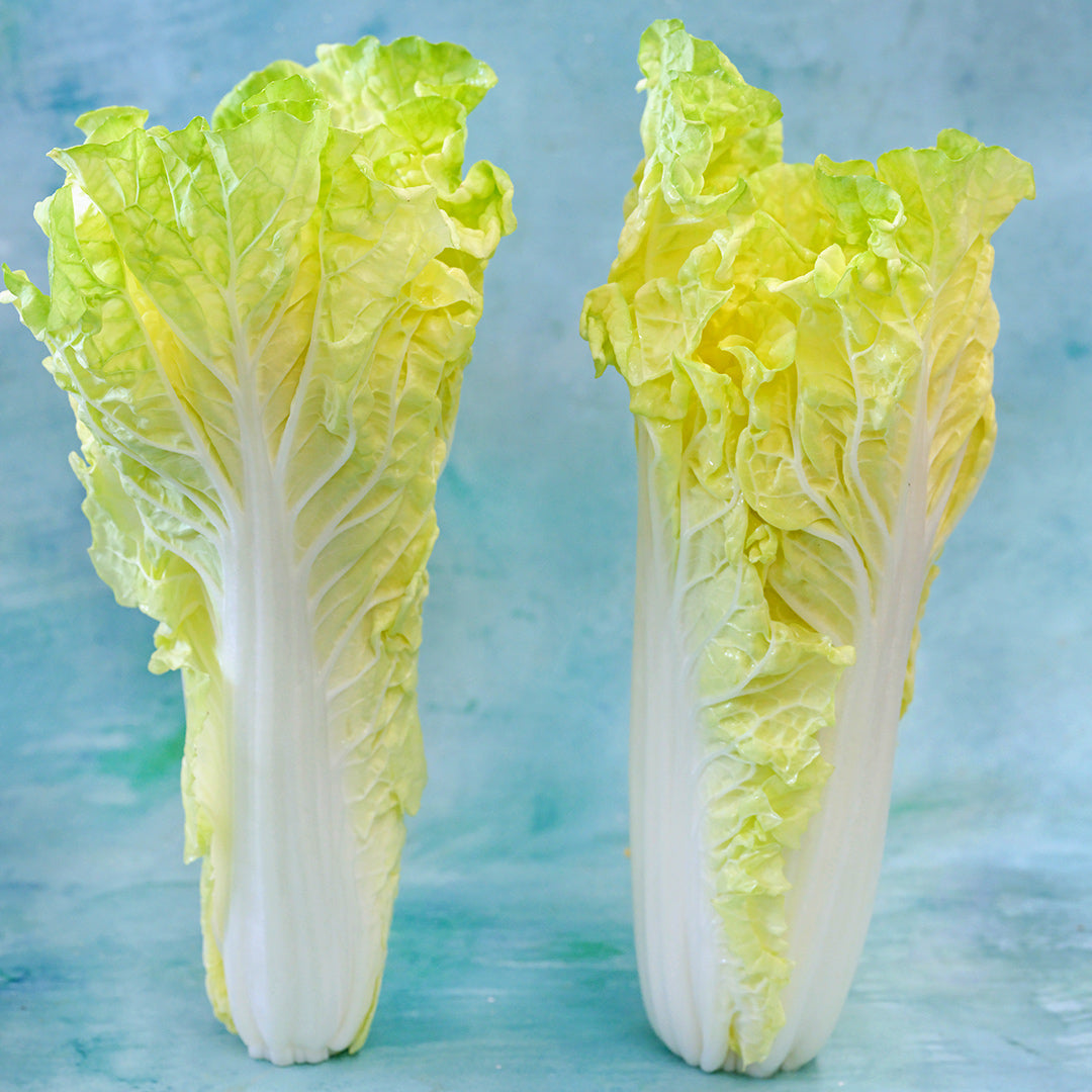 A pair of Golden Beauty Chinese Cabbage on blue background.