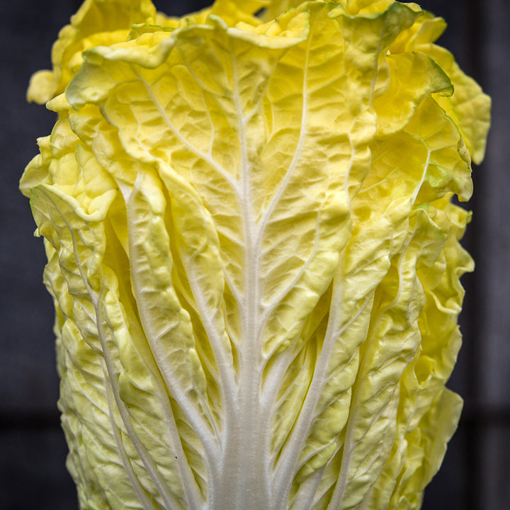 A closeup view of a head of Golden Beauty Chinese Cabbage.