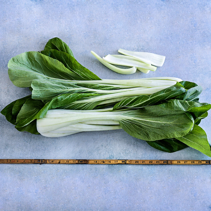 Two heads of Snow White Bok Choy lying parallel to a yardstick to show the 30 inch long size of the heads.