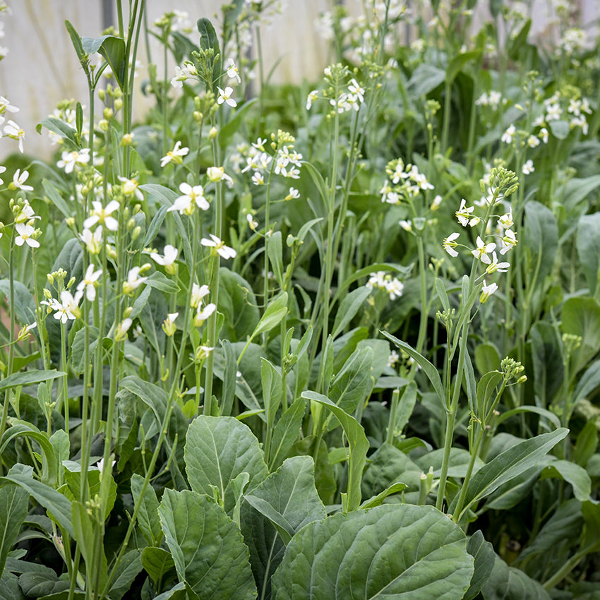 Broccoli Yod Fah growing in garden.